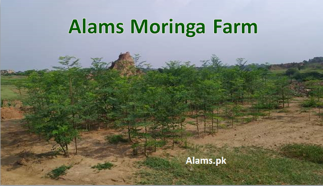 Moringa Meaning in Urdu